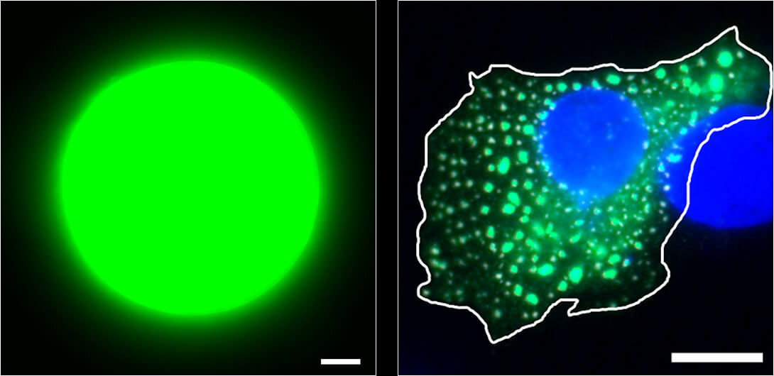 Biomolecular condensate in vitro / in cellulo
