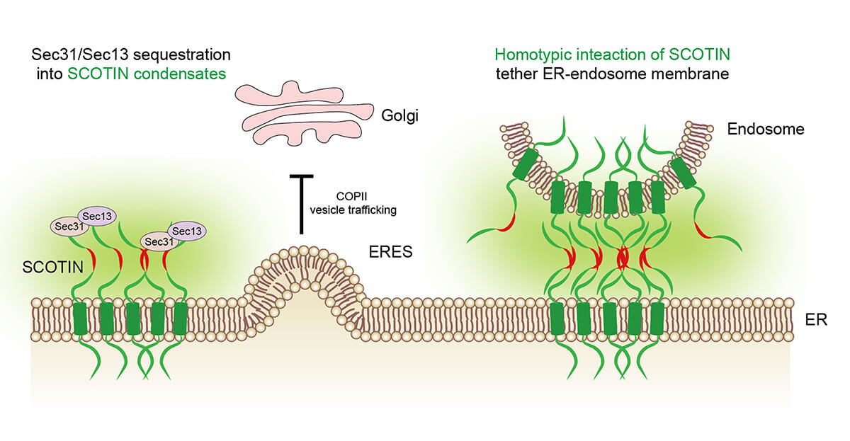 Organelle Network regulated by Membrane-bound Biomolecular condensates Kim N et al (2023) Dev. Cell